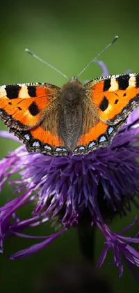 This stunning live wallpaper features a beautiful butterfly sitting atop a purple flower