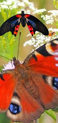 red butterflies Live Wallpaper