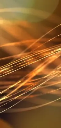 Amber Gold Water Live Wallpaper
