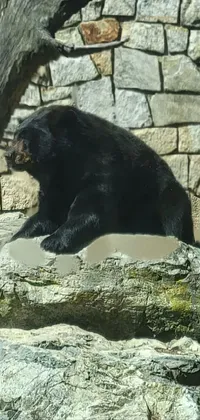American Black Bear Carnivore Organism Live Wallpaper