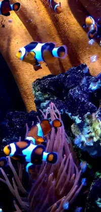 Anemone Fish Blue Underwater Live Wallpaper