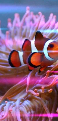 clown fish wallpaper