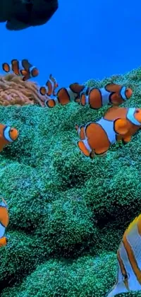 This live wallpaper features a group of colorful clown fish swimming in an aquarium with floating seaweed and bubbling water