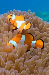 Anemone Fish Clownfish Vertebrate Live Wallpaper
