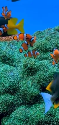 Anemone Fish Vertebrate Underwater Live Wallpaper