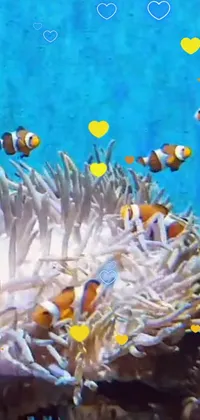 Anemone Fish Vertebrate Water Live Wallpaper