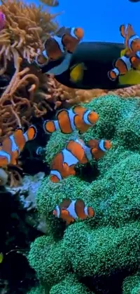Anemone Fish Water Clownfish Live Wallpaper