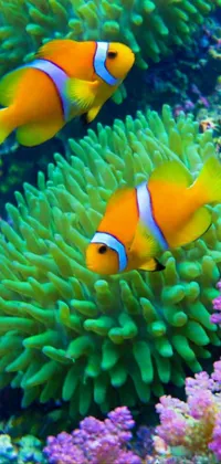 Anemone Fish Water Clownfish Live Wallpaper