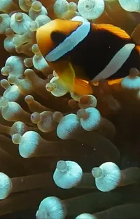 Anemone Fish Water Natural Environment Live Wallpaper