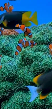 Anemone Fish Water Vertebrate Live Wallpaper