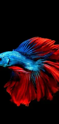 This phone live wallpaper showcases a striking image of a siamese fish in vibrant shades of red and blue against a black background