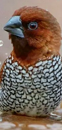 Animal Bird Beak Live Wallpaper