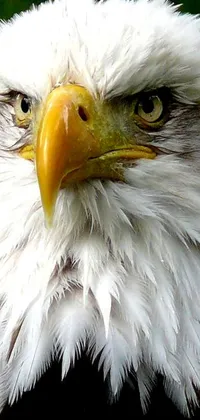 Looking for a patriotic live wallpaper for your phone? Look no further than this image of a bald eagle, shot on a 2003 camera