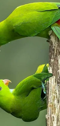 Animal Bird Colorful Live Wallpaper