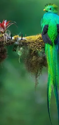 This live wallpaper for your phone features a peaceful green bird perched on a moss-covered branch