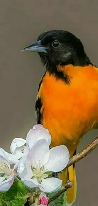 Animal Bird Colorful Live Wallpaper