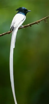 This live phone wallpaper features a beautiful bird perched on a branch against a blurry landscape background