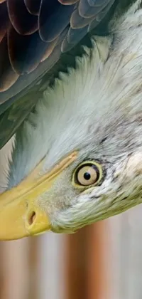 Animal Bird Eyes Live Wallpaper