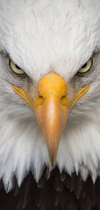 This eye-catching phone live wallpaper features a majestic bald eagle with a brown head, yellow beak, and piercing yellow eyes