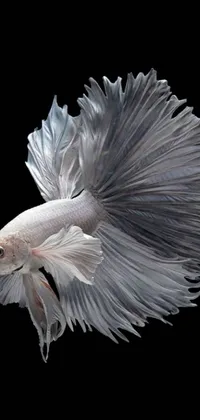 Animal Bird Fish Live Wallpaper
