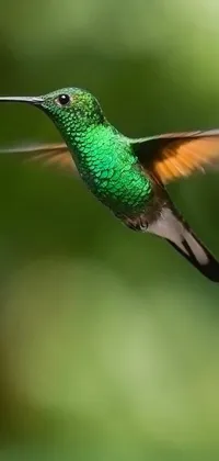 Animal Bird Green Live Wallpaper