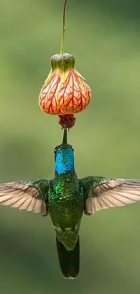 This live phone wallpaper features a mesmerizing hummingbird flying towards a red flower hanging from a branch