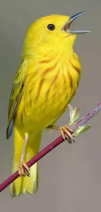 This lively phone live wallpaper showcases a bright yellow bird with a remarkably elongated beak seated on a tree branch