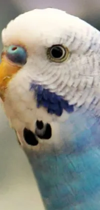Animal Bird Parrot Live Wallpaper