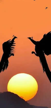 Animal Bird Sunset Live Wallpaper