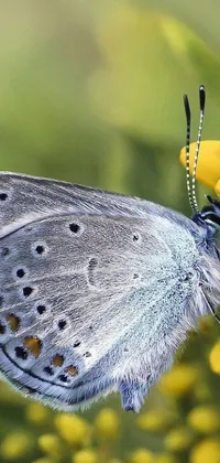 Animal Butterfly Insect Live Wallpaper