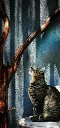 Animal Carnivore Cat Live Wallpaper