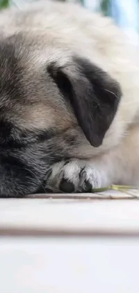 Animal Carnivore Cute Live Wallpaper