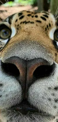 Animal Carnivore Eyes Live Wallpaper