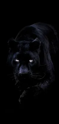 This intense live wallpaper showcases a black panther in close-up, as it walks towards the screen through the darkness