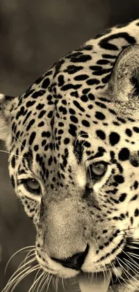 This live wallpaper features a captivating black and white photograph of a majestic leopard gazing ahead with intense focus, while a blurry background of trees adds depth to the composition