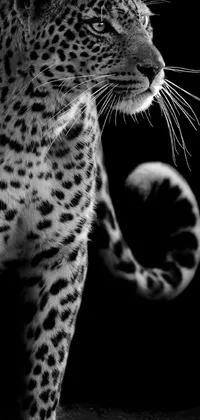 This live phone wallpaper features a captivating black and white photograph of a leopard, captured by an expert fine art photographer
