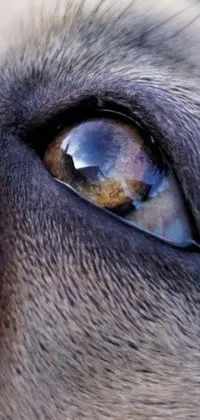 Animal Closeup Eyes Live Wallpaper