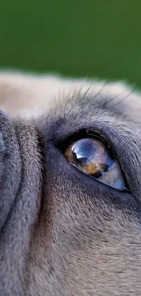 Animal Closeup Eyes Live Wallpaper