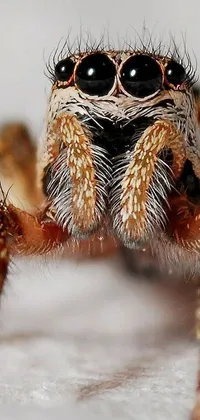 This live wallpaper boasts a close-up shot of a spider on a white surface, with its detailed jaw and eyes fully in view