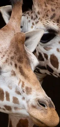 This phone live wallpaper features two giraffes standing closely together in a zoo enclosure