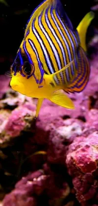 This phone live wallpaper showcases a vibrant and close-up view of a fish in an aquarium, surrounded by a dazzling purple and yellow dazzle camouflage backdrop