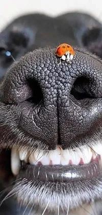 Animal Dog Eyes Live Wallpaper