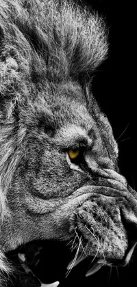 This stunning phone live wallpaper features a close up of a lion's face in black and white