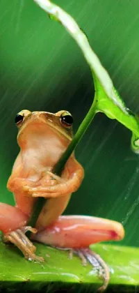 Animal Frog Green Live Wallpaper