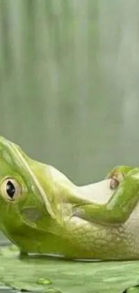 Animal Frog Lizard Live Wallpaper