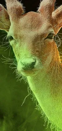 This stunning phone live wallpaper features a close-up shot of a deer gazing at the camera