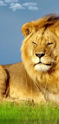 This live wallpaper showcases a stunning depiction of a lion, as it relaxes in a picturesque meadow beneath a sunny blue sky dotted with fluffy clouds
