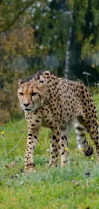 This stunning live wallpaper features a cheetah majestically walking through a grassy field with trees in the background and a bird fluttering in front