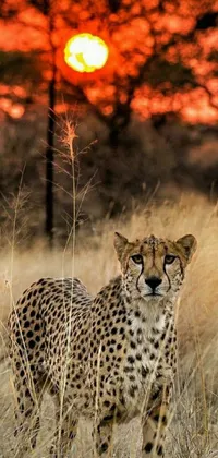 Experience the beauty of a cheetah standing tall in a field of golden grass with this stunning live wallpaper for your phone