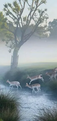 Animal Grass Outdoor Live Wallpaper